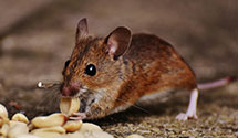 24 Hour & Emergency Exterminators in Cleveland, ND